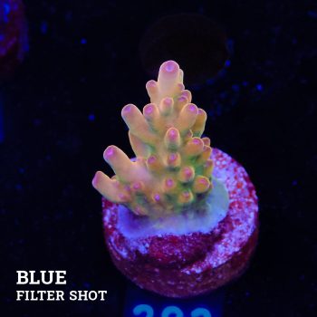 Acropora 'Bronce'