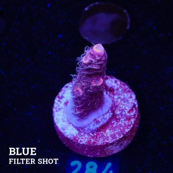Acropora Millepora 'Pink & Prange Tips'