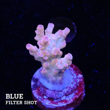 Acropora 'Pale Blossom'