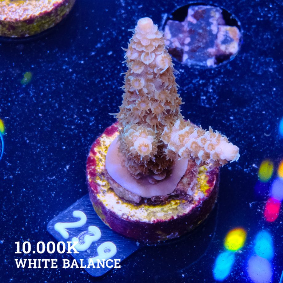 Acropora 'Fiji'