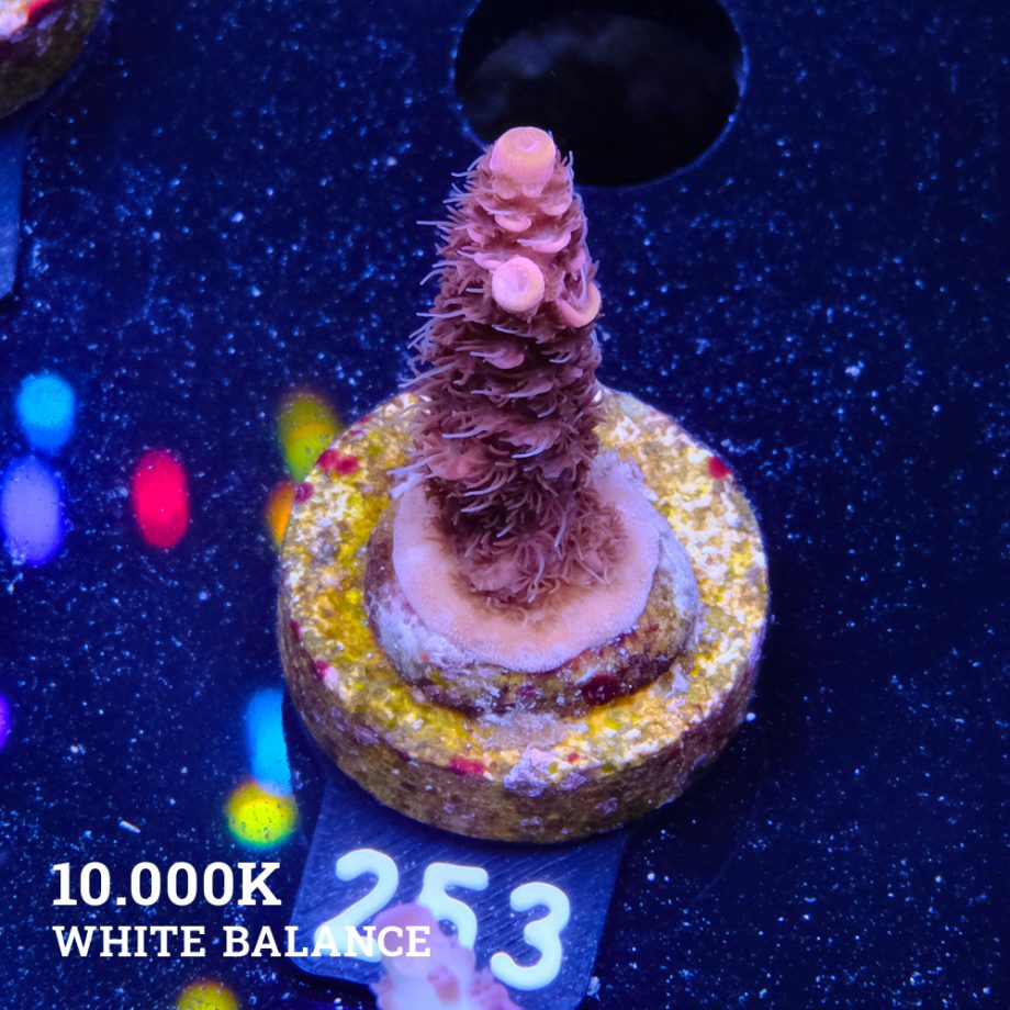 Acropora Millepora 'Pink & Prange Tips'