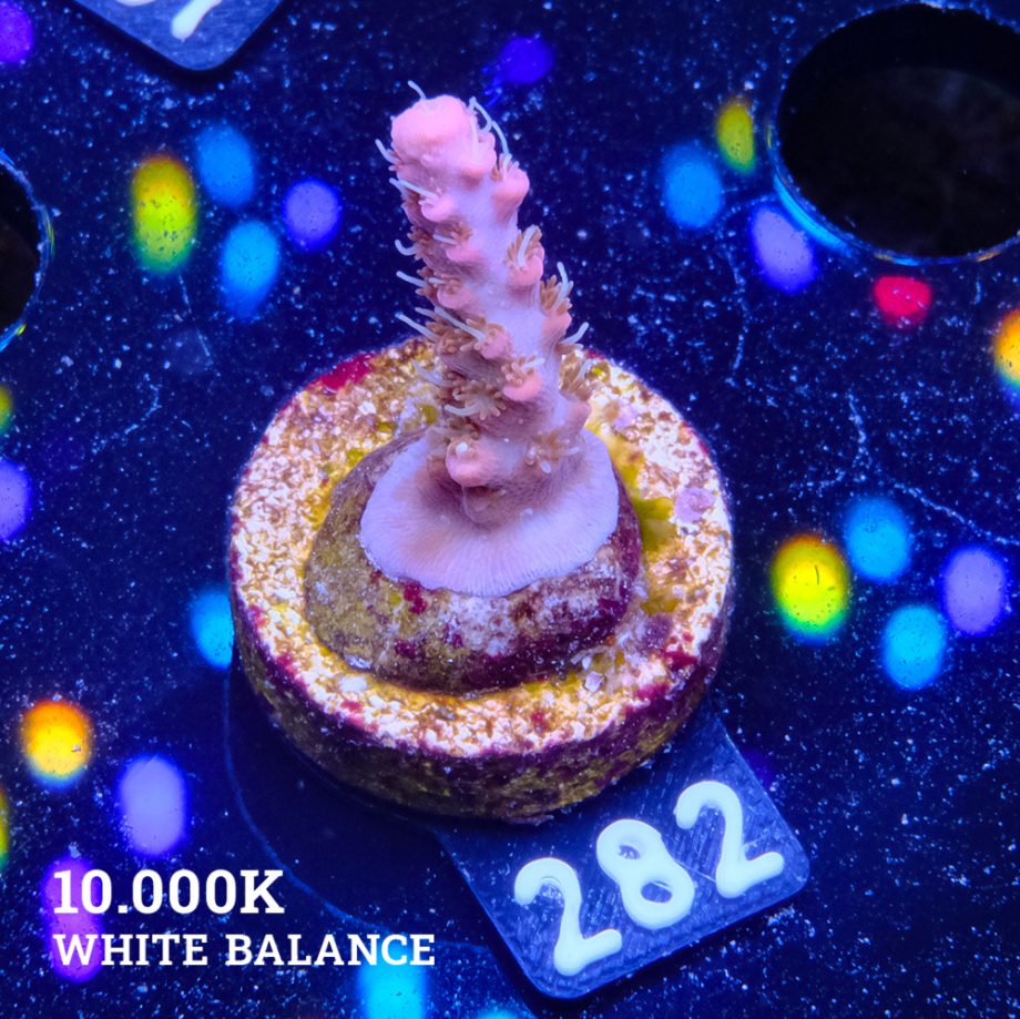 Acropora 'Confetti Ultra'