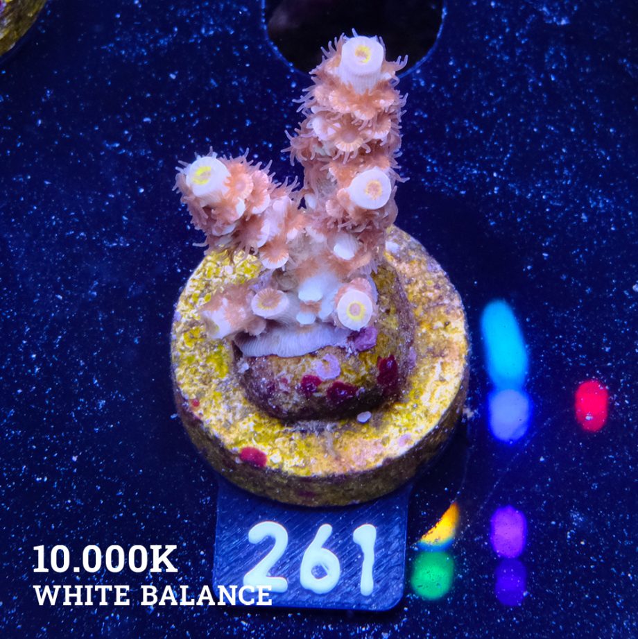 Acropora Tenuis 'Fuzzy Rainbow'