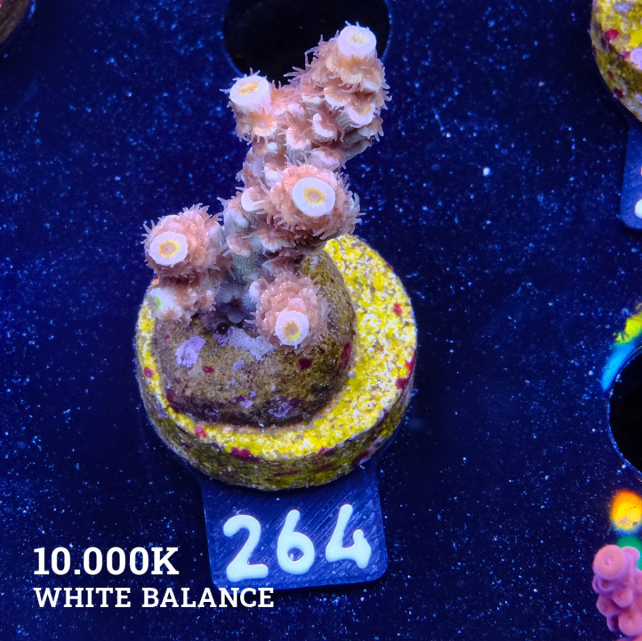 Acropora Tenuis 'Fuzzy Rainbow'