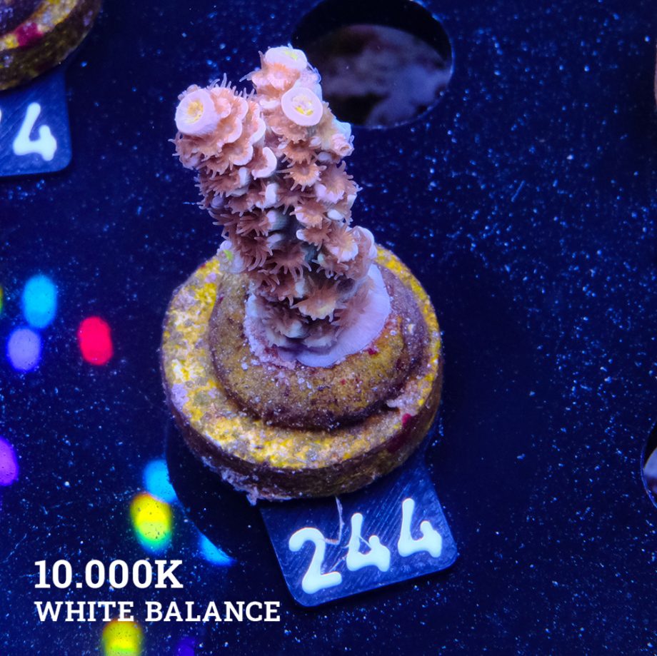Acropora Tenuis 'Fuzzy Rainbow'