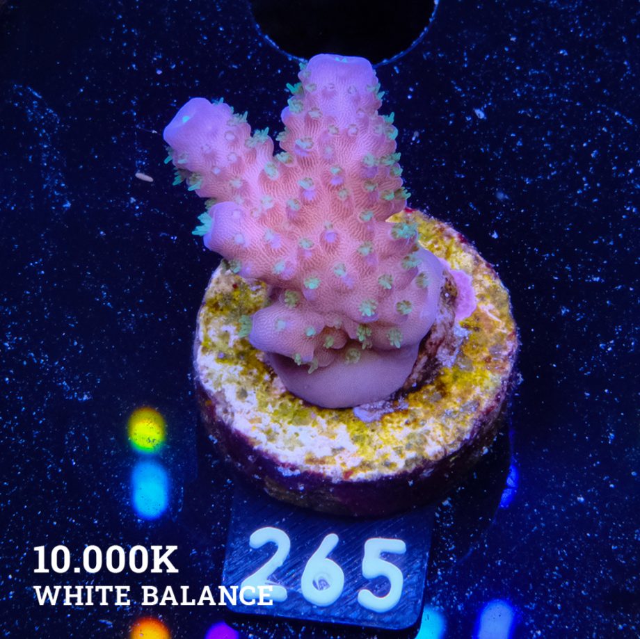 Acropora Gimmifera 'Rainbow'