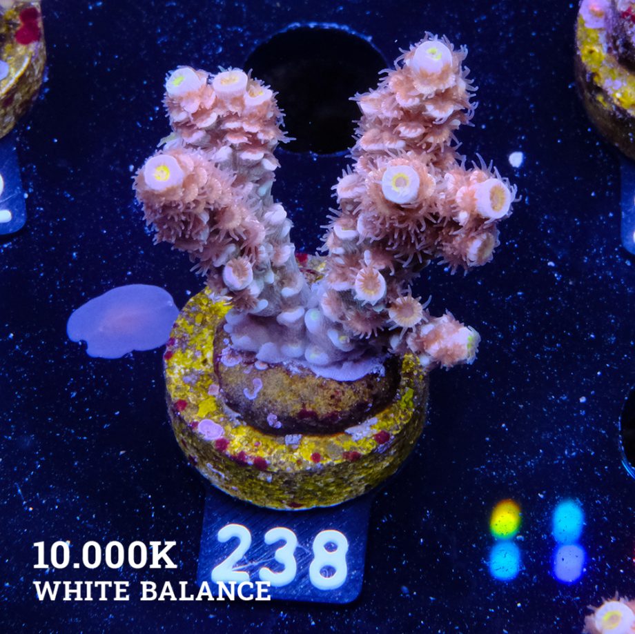 Acropora Tenuis 'Fuzzy Rainbow'