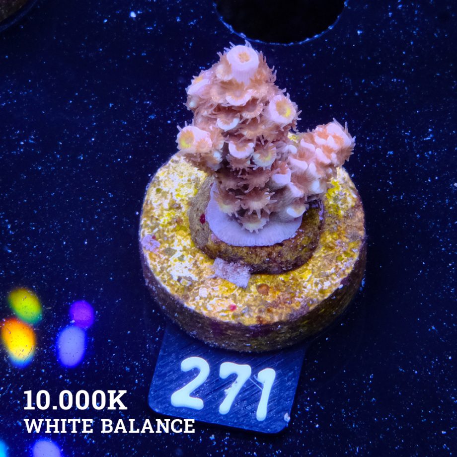 Acropora Tenuis 'Fuzzy Rainbow'