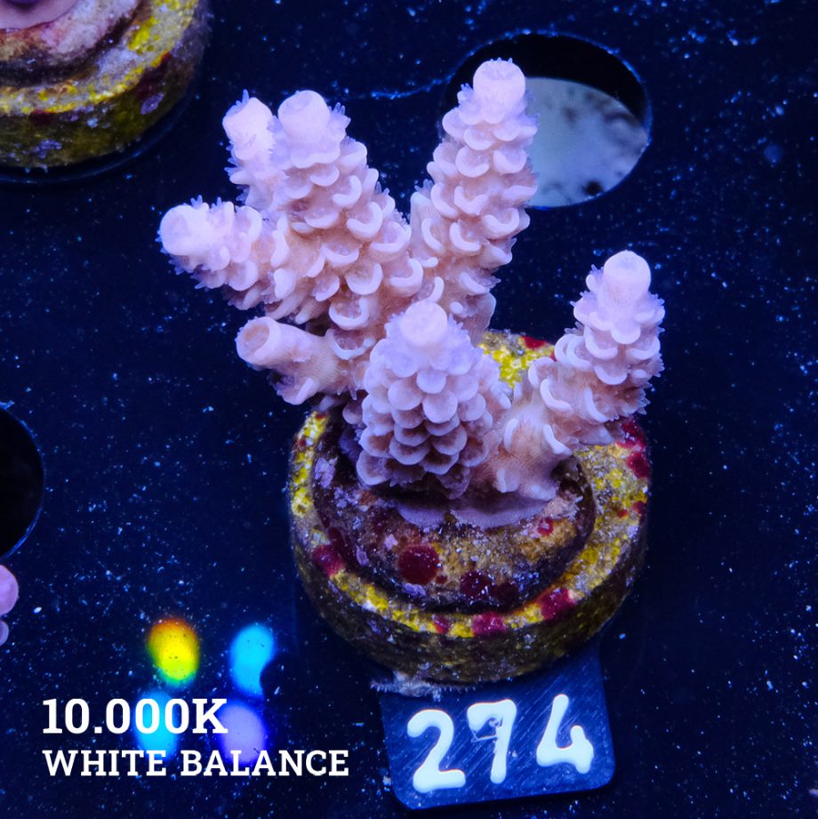 Acropora Tenuis 'Soft Blue'