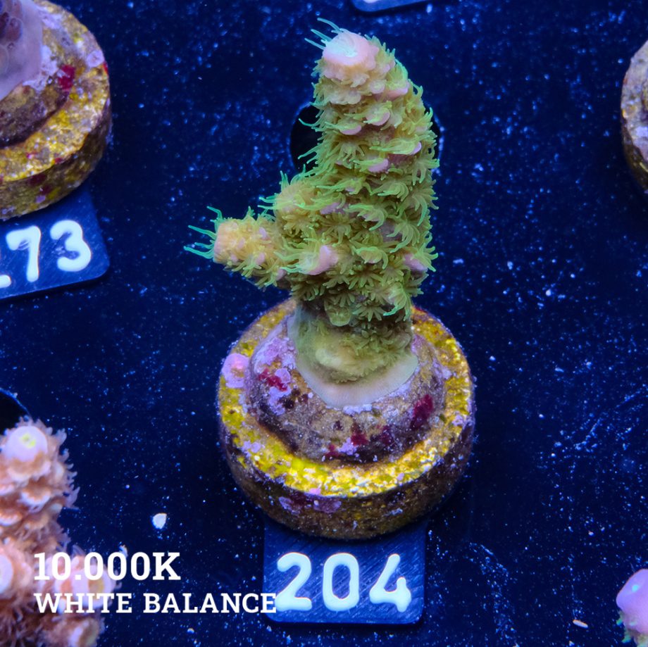 Acropora 'Hippies Cousin'