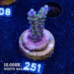 Acropora Tricolor