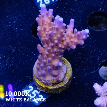 Acropora Valida 'Fiji'