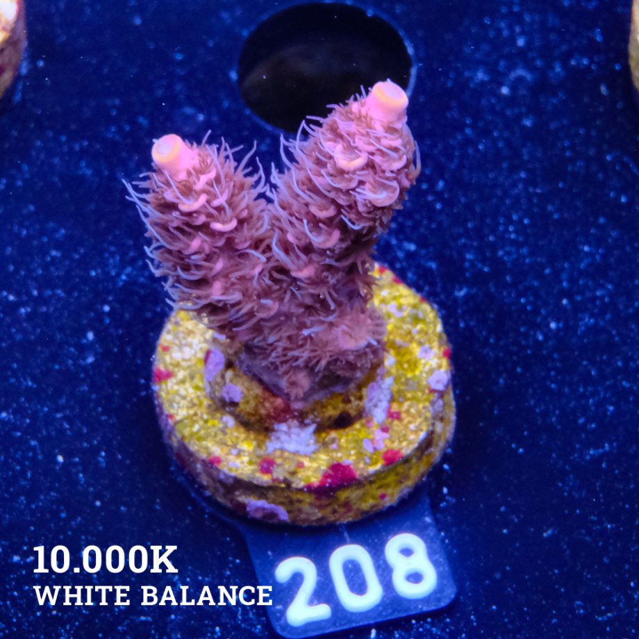 Acropora Millepora 'Pink & Prange Tips'