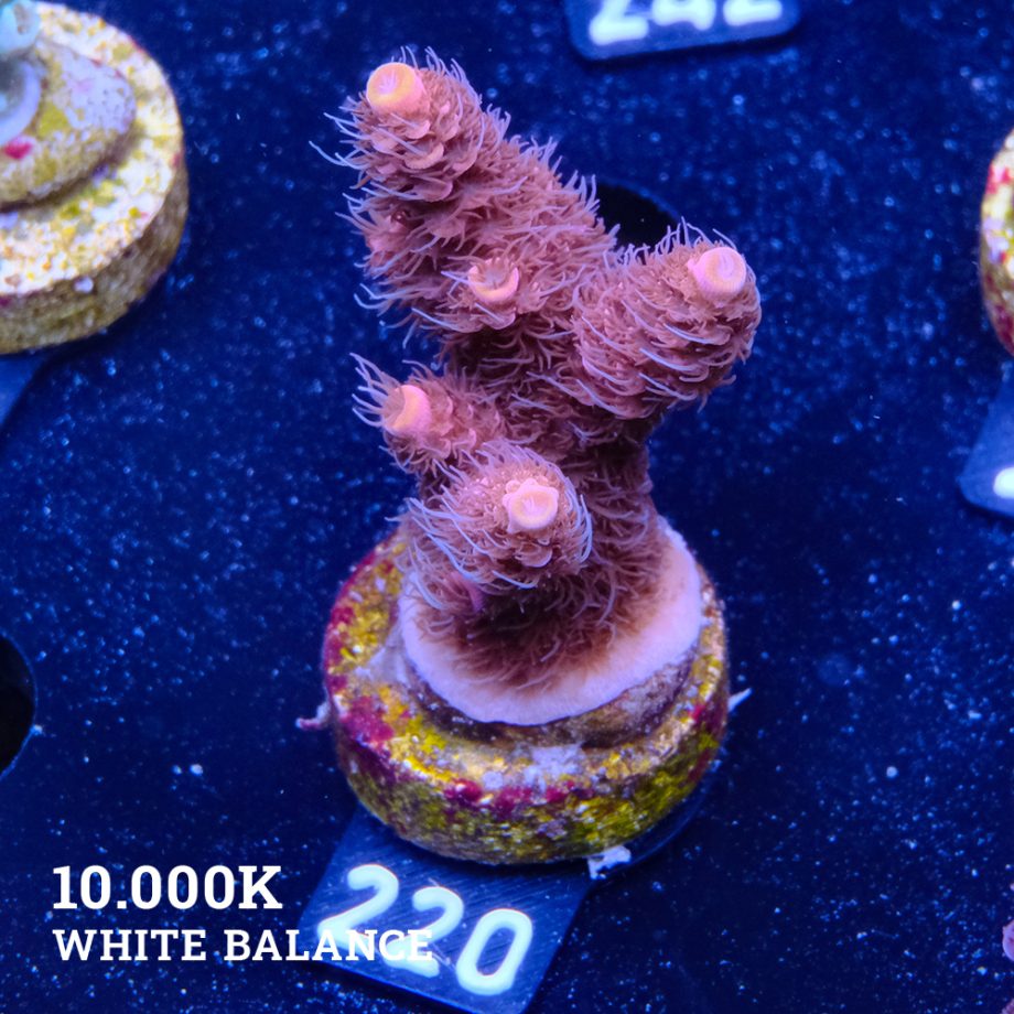 Acropora Millepora 'Pink & Prange Tips'