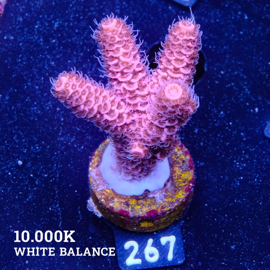 Acropora Millepora 'Pink'