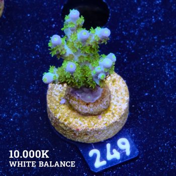 Acropora Bellina