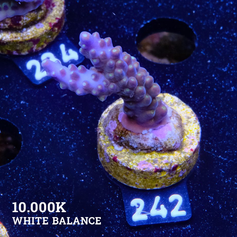 Acropora Valida