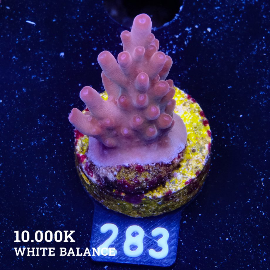 Acropora 'Bronce'