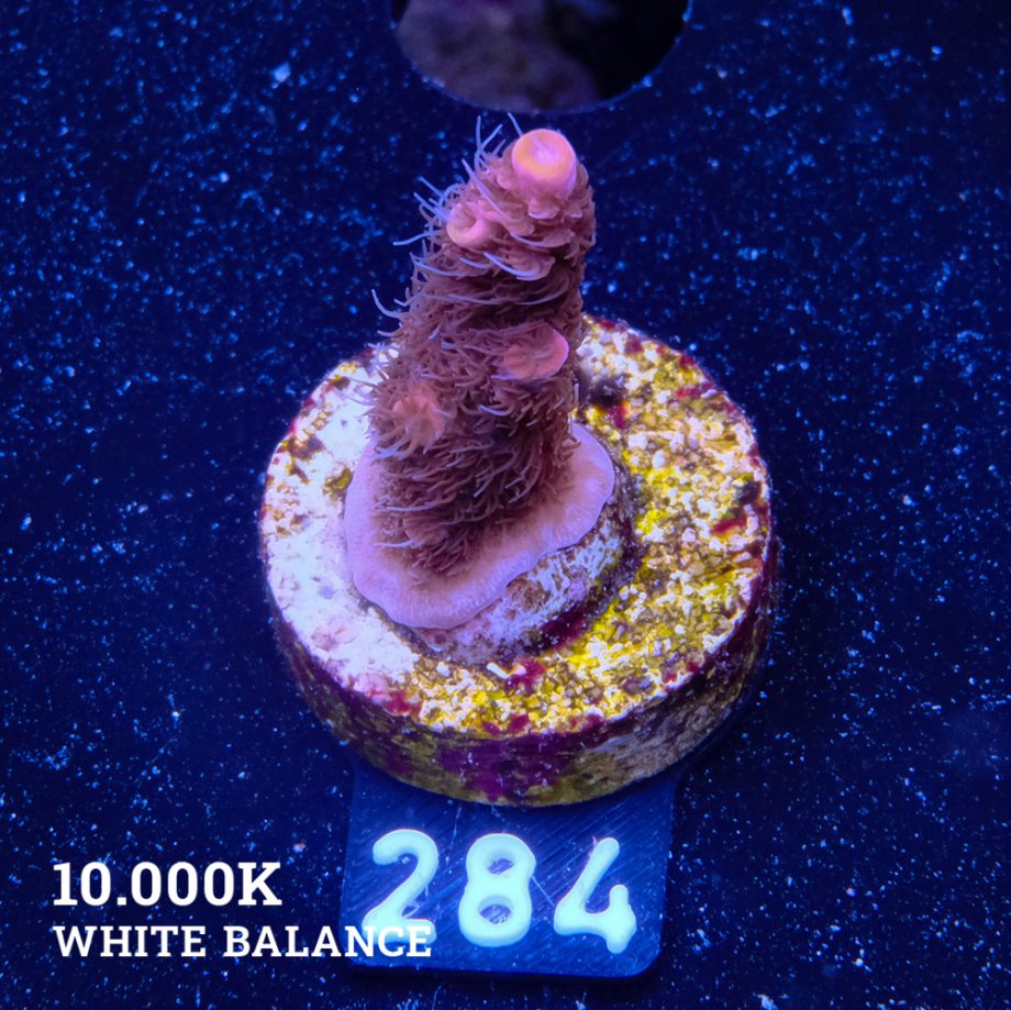 Acropora Millepora 'Pink & Prange Tips'
