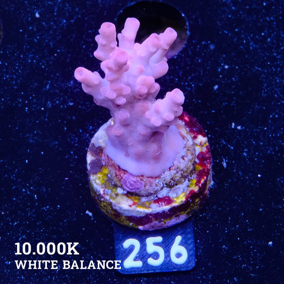 Acropora 'Pale Blossom'