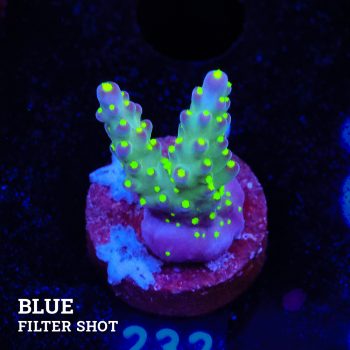 Acropora 'Tricolor'