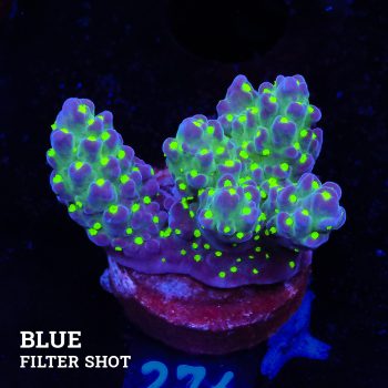 Acropora 'Tricolor'