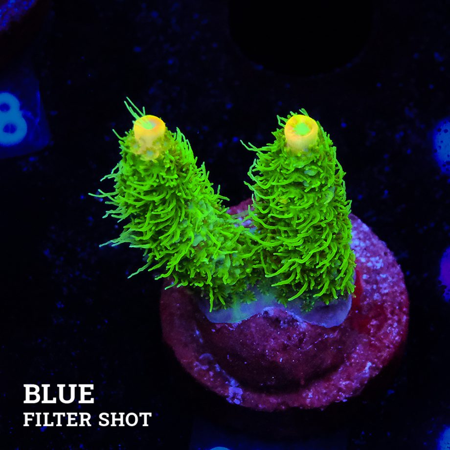 Acropora Millepora 'Green & Yellow'