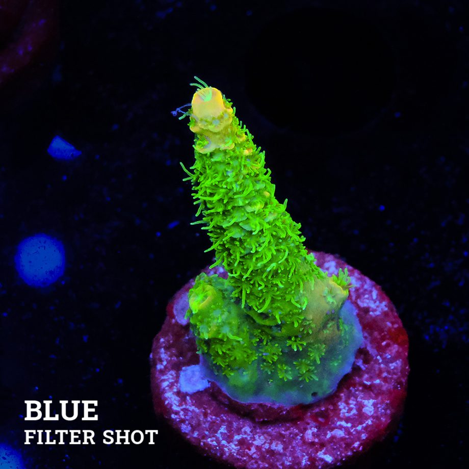 Acropora Millepora 'Green & Yellow'