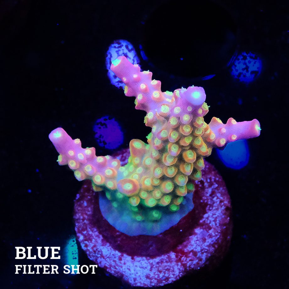 Acropora Divaricata