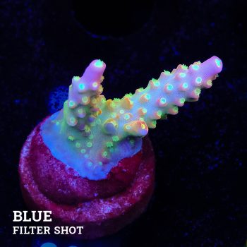 Acropora Divaricata