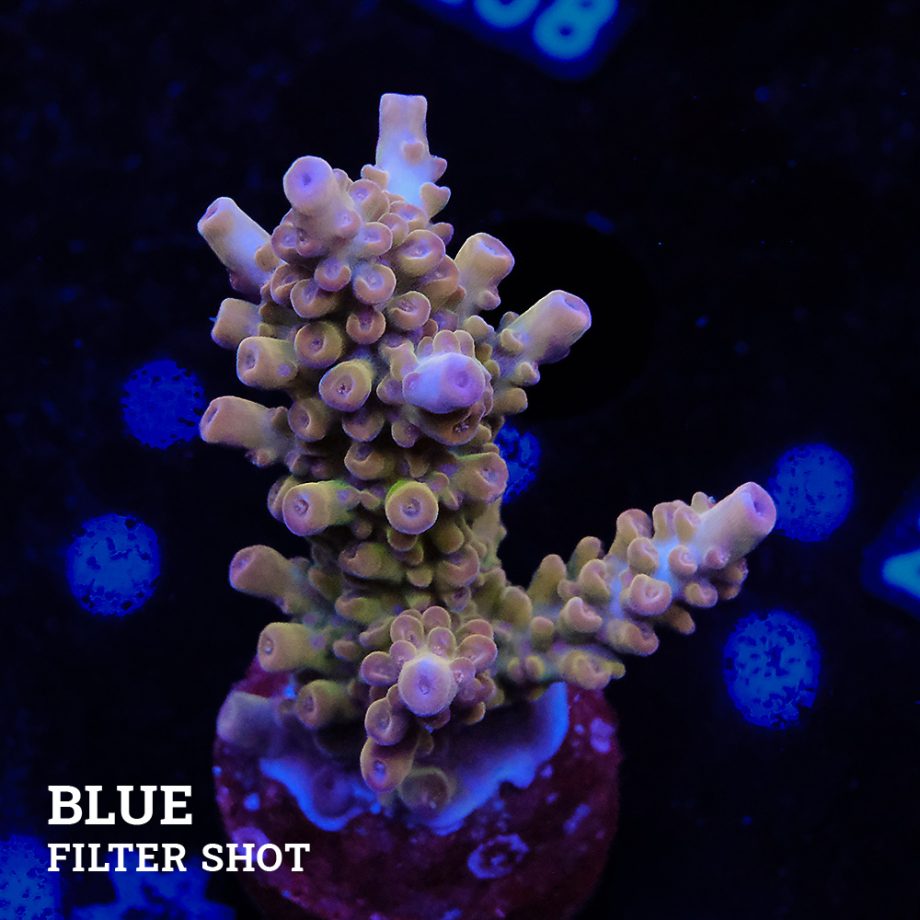 Acropora 'Bronce'