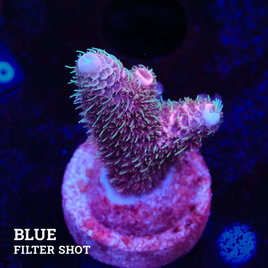 Acropora Millepora 'Rosa