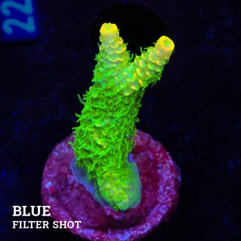 Acropora Millepora 'Green & Yellow'
