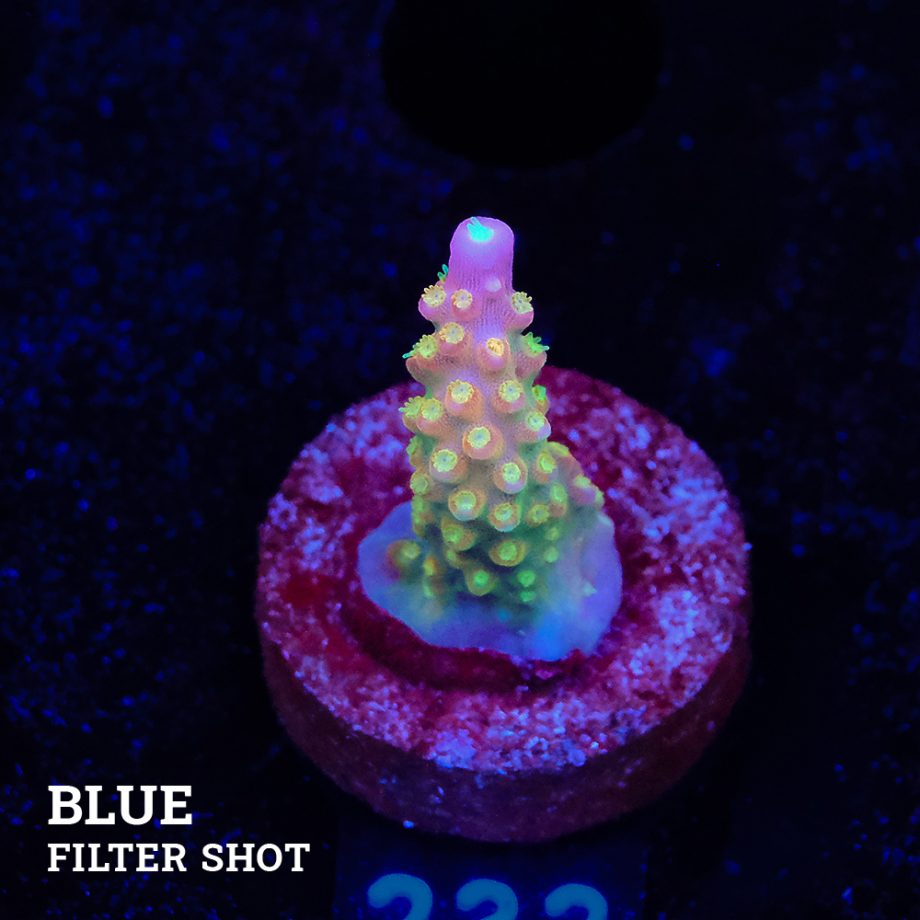Acropora Divaricata