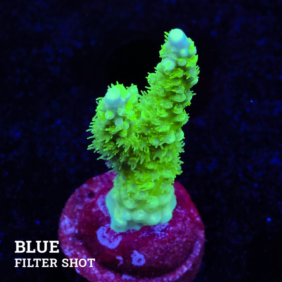 Acropora Chesterfieldensis