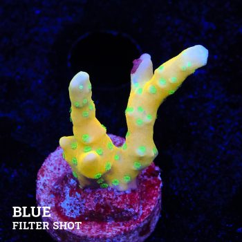 Anacropora 'Tropicana