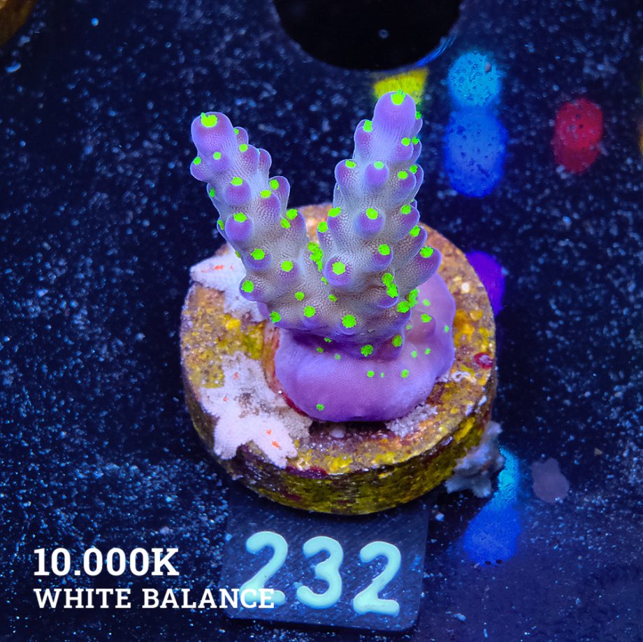 Acropora 'Tricolor