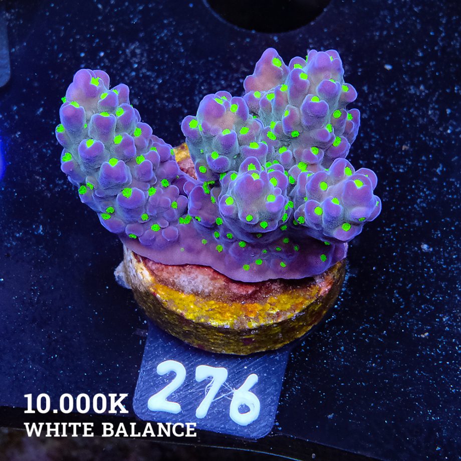 Acropora 'Tricolor