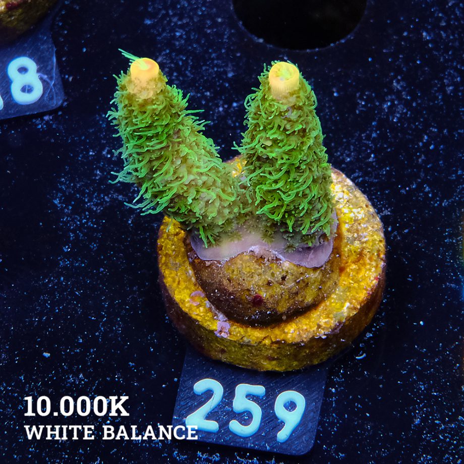 Acropora Millepora 'Green & Yellow'