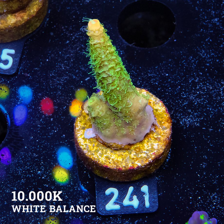 Acropora Millepora 'Green & Yellow'