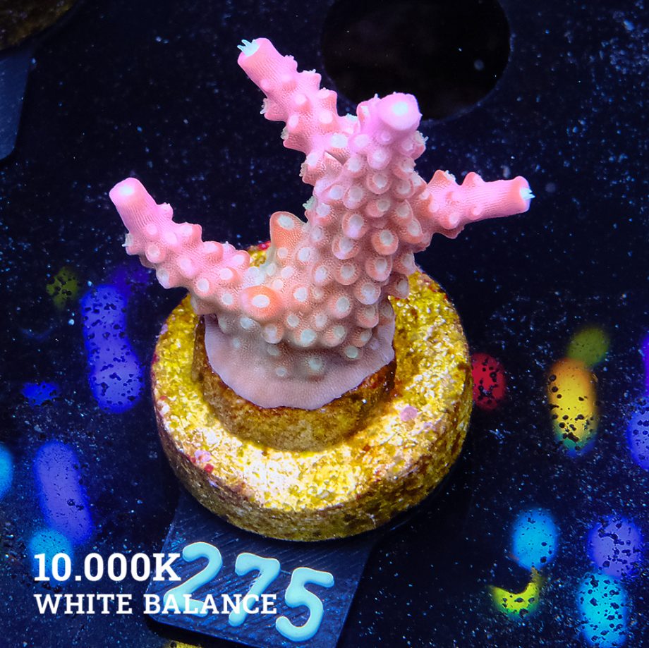 Acropora Divaricata