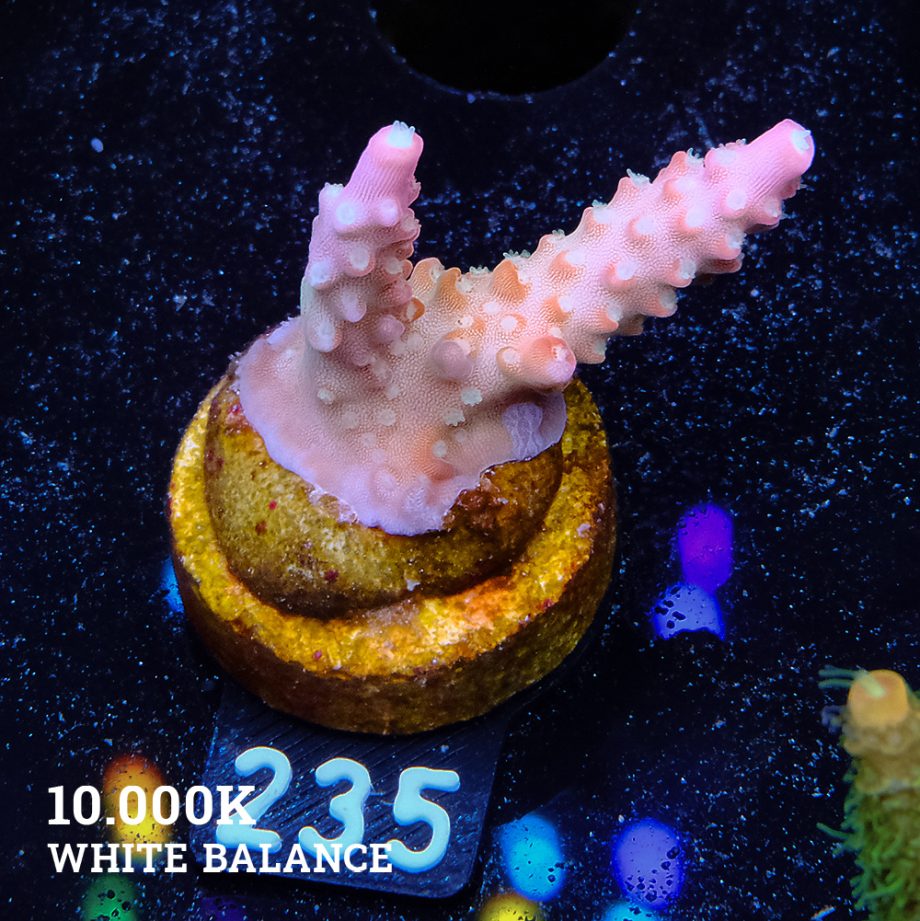 Acropora Divaricata