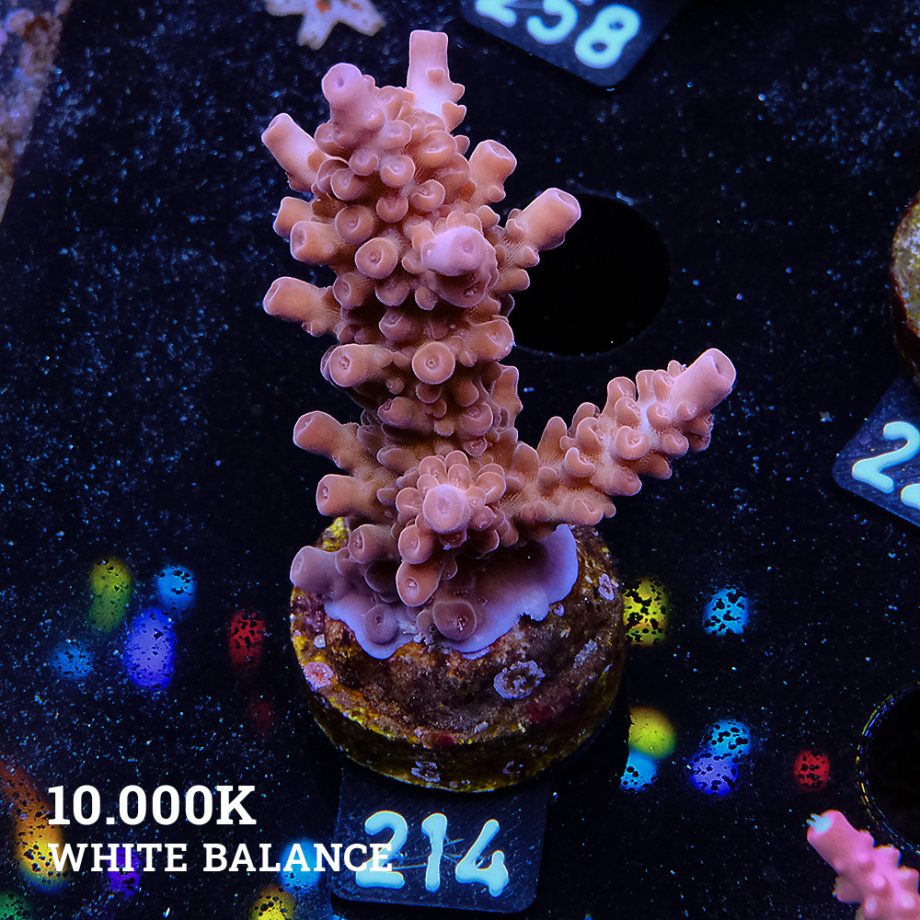 Acropora 'Bronce'