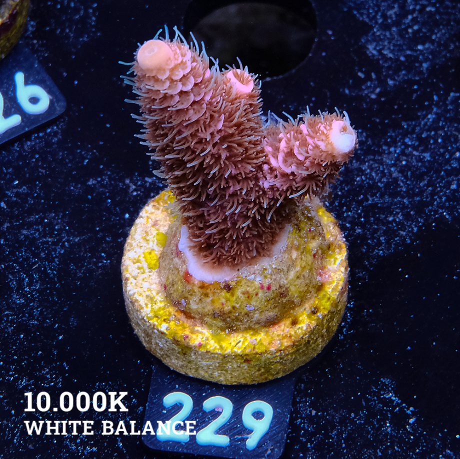 Acropora Millepora 'Rosa