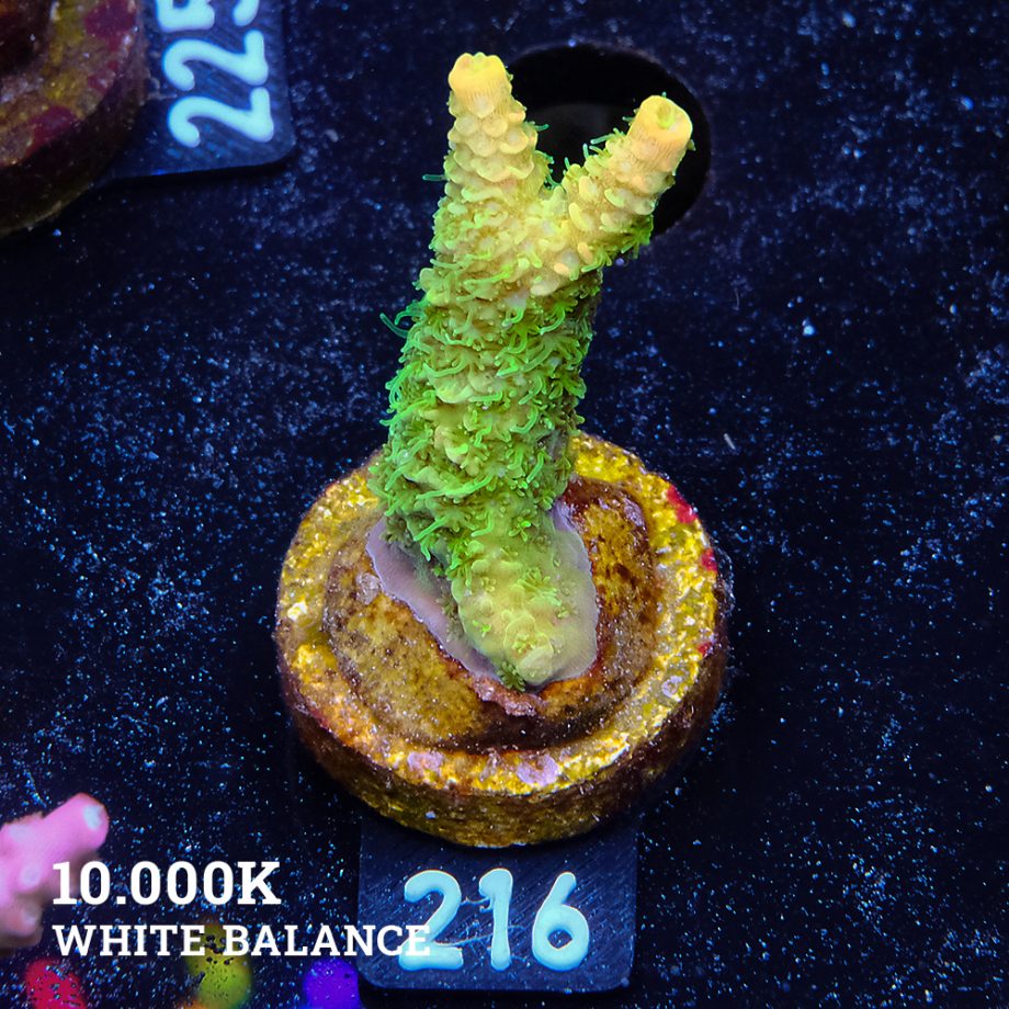 Acropora Millepora 'Green & Yellow'