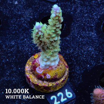 Acropora Chesterfieldensis