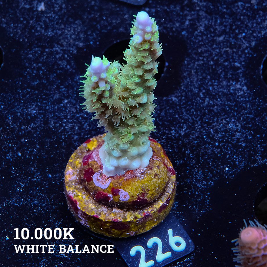 Acropora Chesterfieldensis