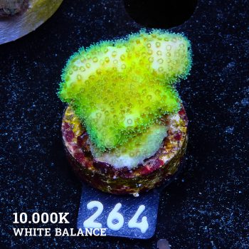 Poccilopora 'Neon Green'