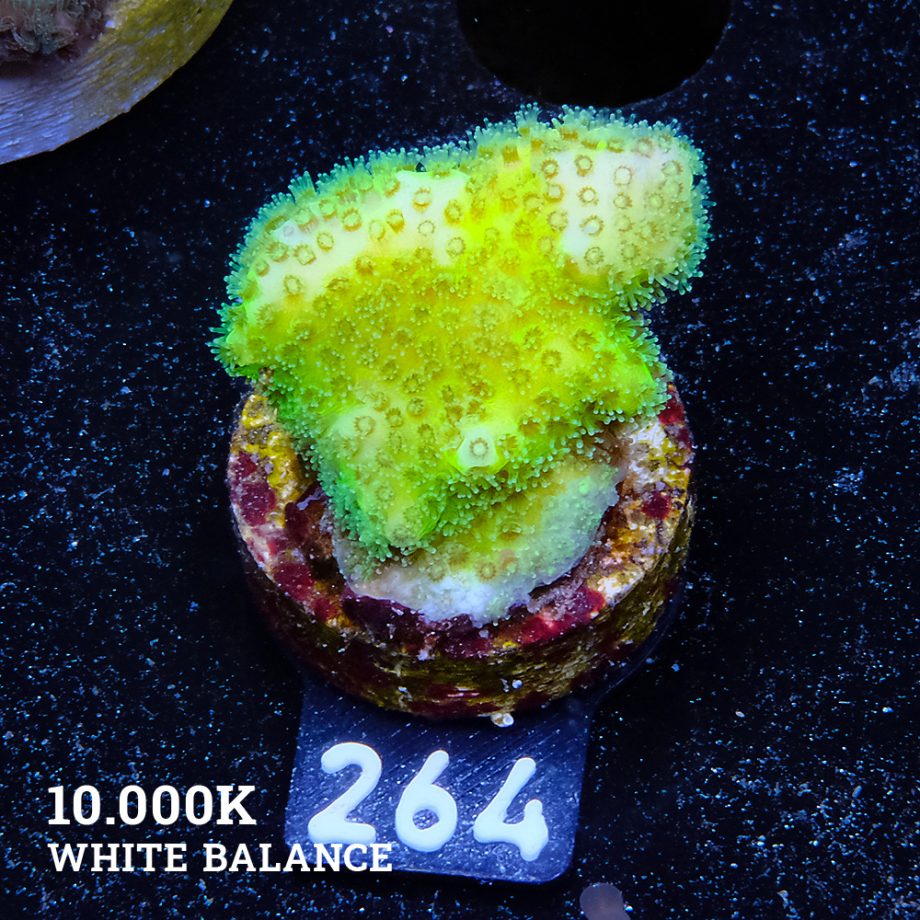 Poccilopora 'Neon Green'
