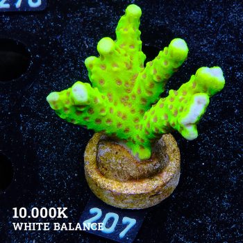 CB Incredible Hulk Montipora Digitata